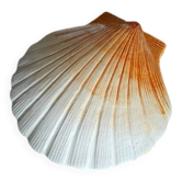 Ceramic shell 1960