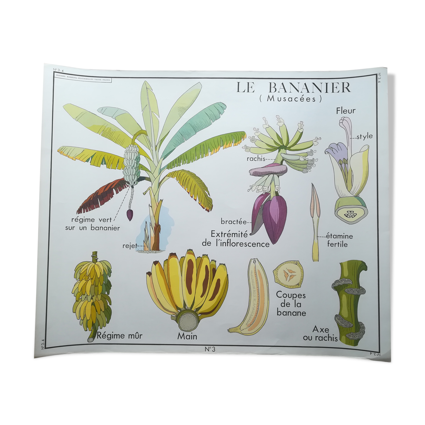 Rossignol pedagogical poster "The banana and pineapple" vintage.