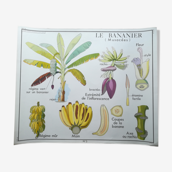 Affiche pédagogique Rossignol "Le bananier et L'ananas" vintage.