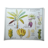 Rossignol pedagogical poster "The banana and pineapple" vintage.