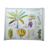Rossignol pedagogical poster "The banana and pineapple" vintage.