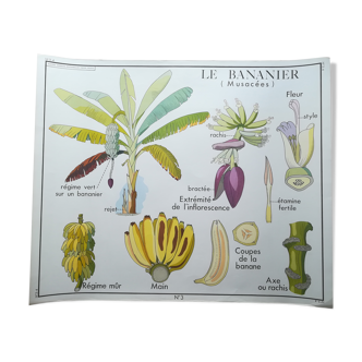 Affiche pédagogique Rossignol "Le bananier et L'ananas" vintage.