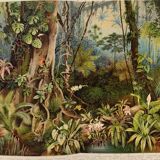 Engraving from 1909 - Tropical forest - Old German plate - Chromolithograph