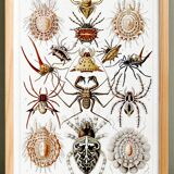 Poster about spiders, based on an old lithograph from 1904.