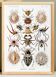 Affiche sur les araignées, d'après une lithographie ancienne de 1904.