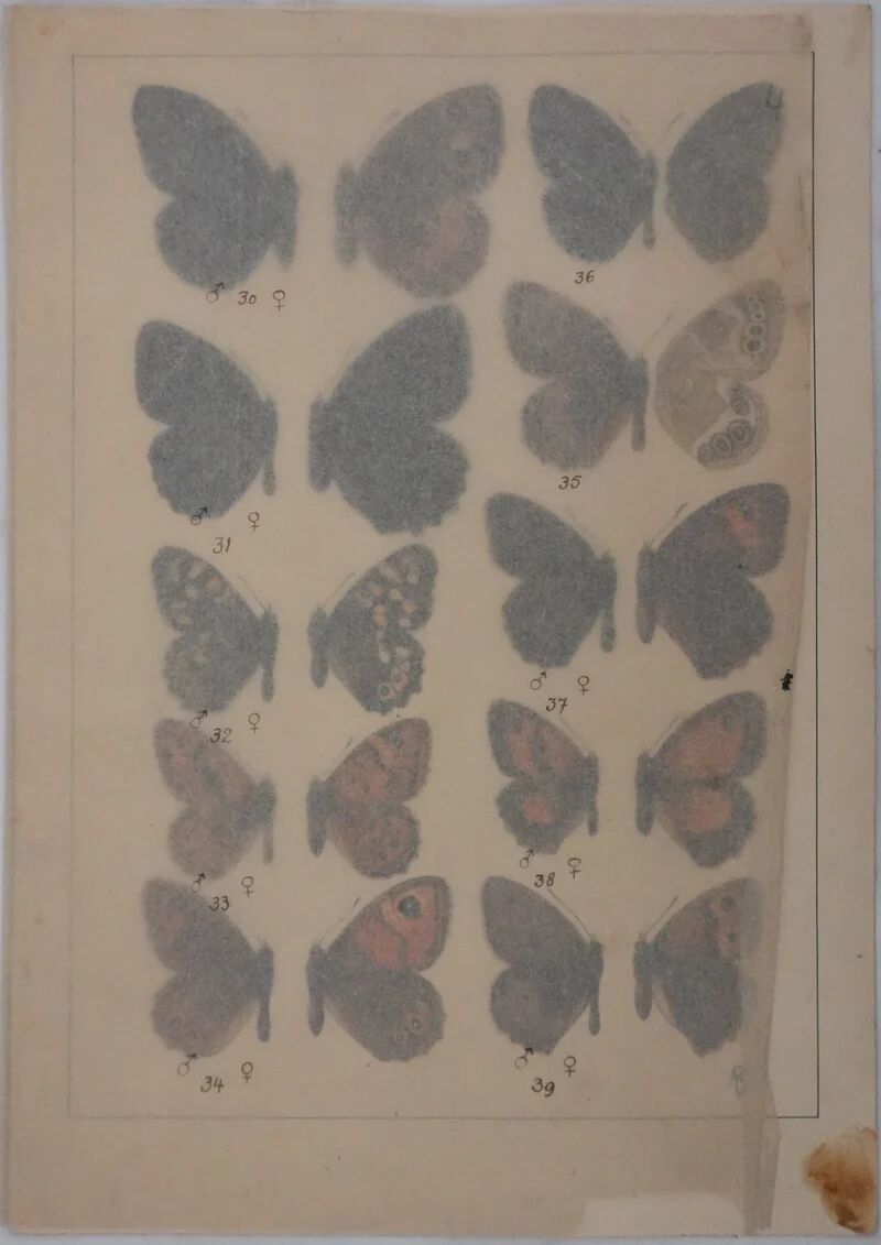 Small brown and orange butterflies, original signed watercolour, Roger METAYE.