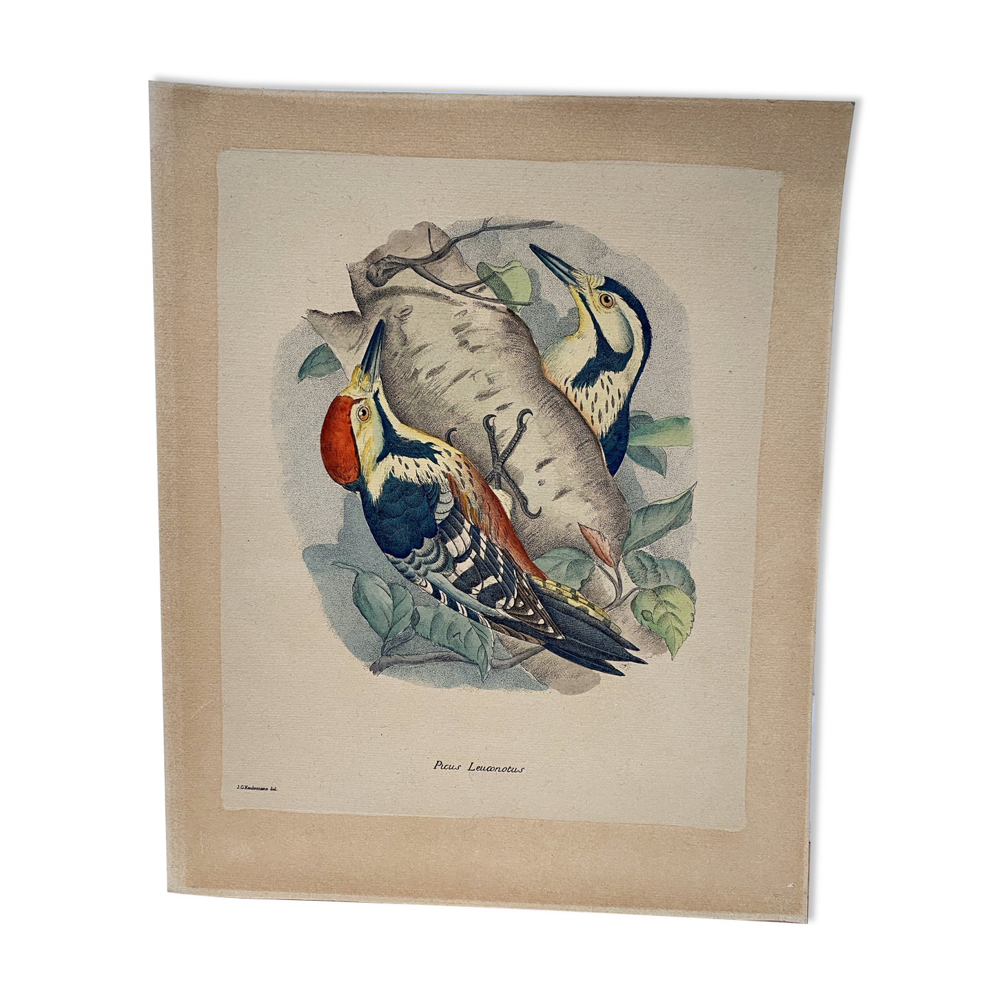 Ornithological plate J.G. Keulemans "Picus Leuconotus"