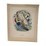 Ornithological plate J.G. Keulemans "Picus Leuconotus"