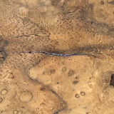 Pedestal table / side table Art Deco era in walnut bramble veneer
