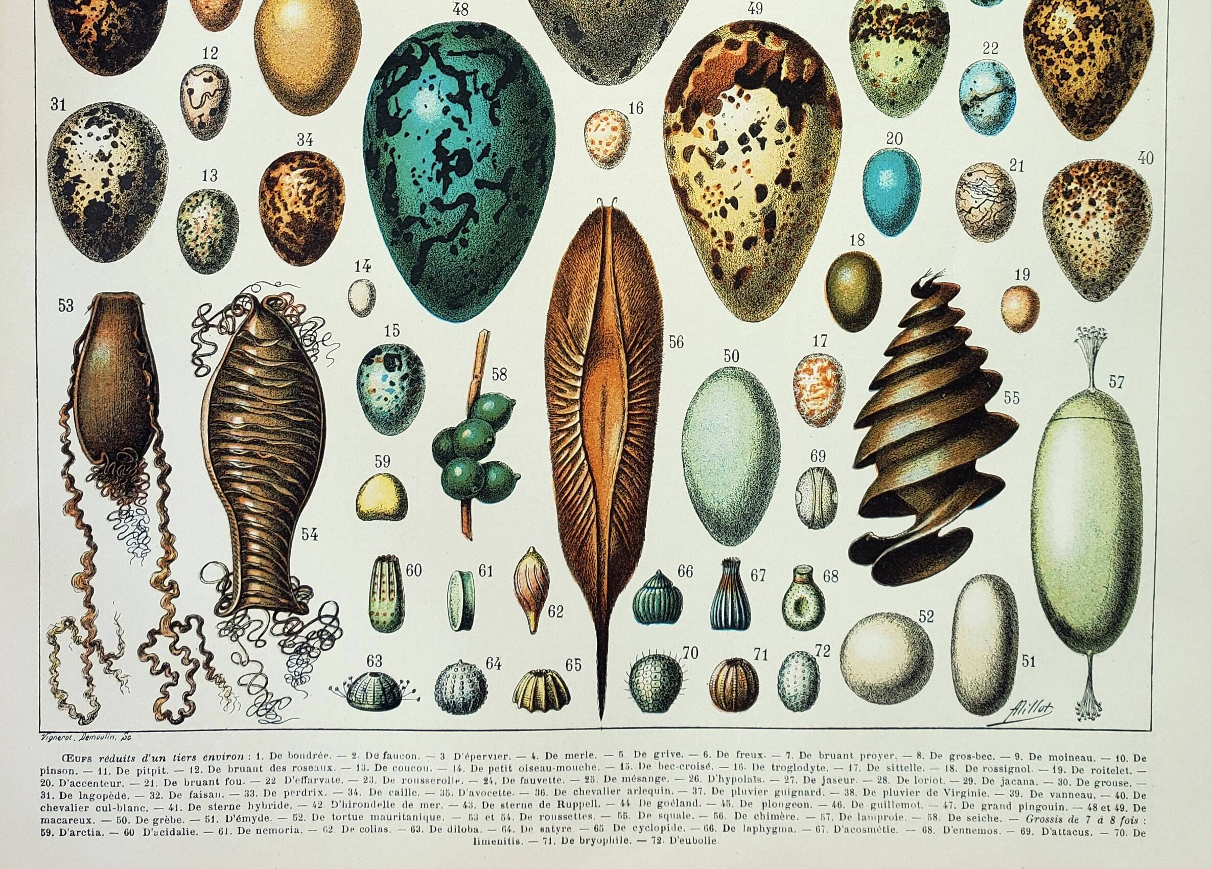 Old engraving 1898, Eggs, birds, animals, zoology • Original and vintage lithograph