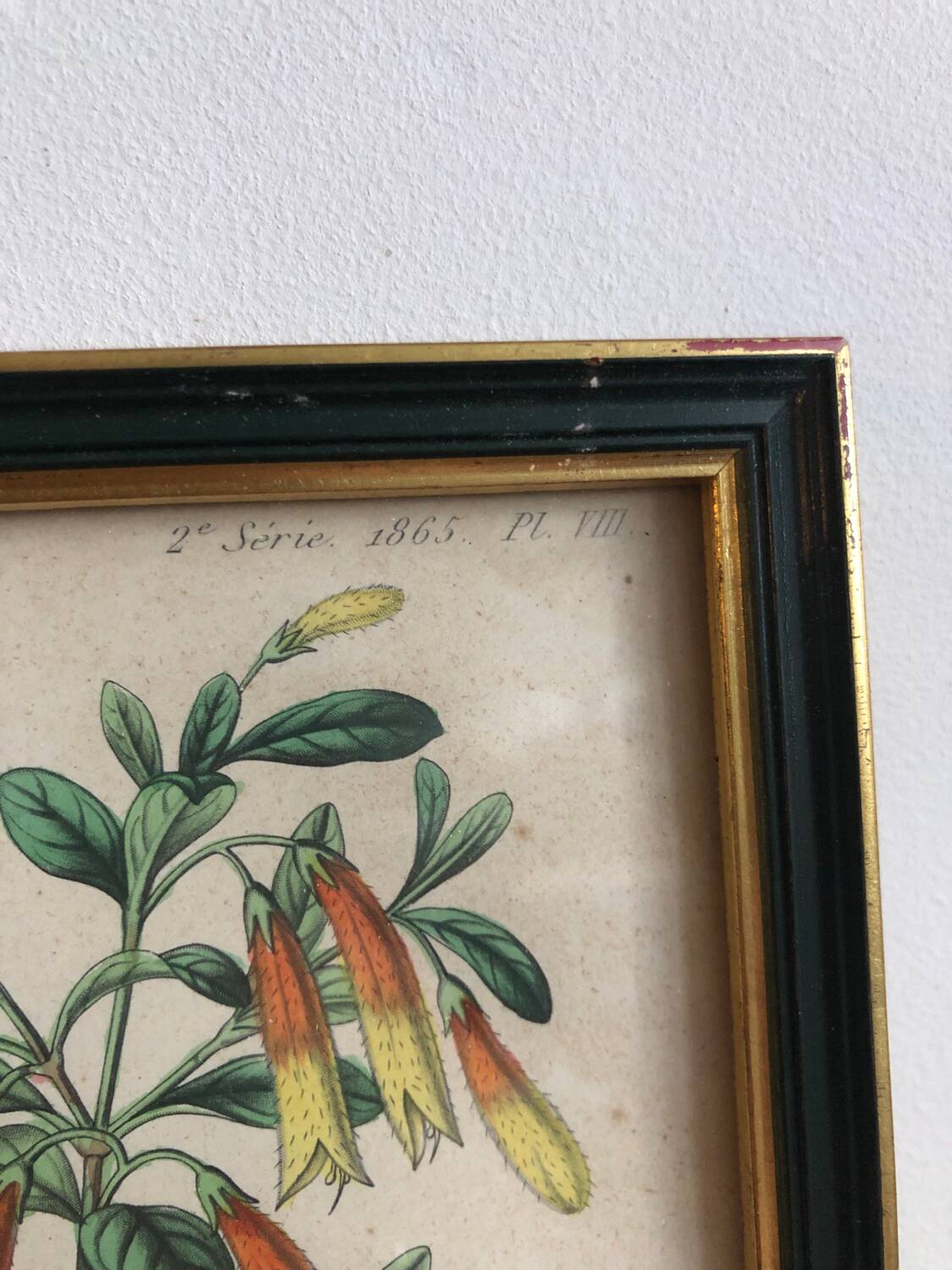 Vintage botanical illustration
