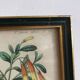 Illustration vintage de botanique