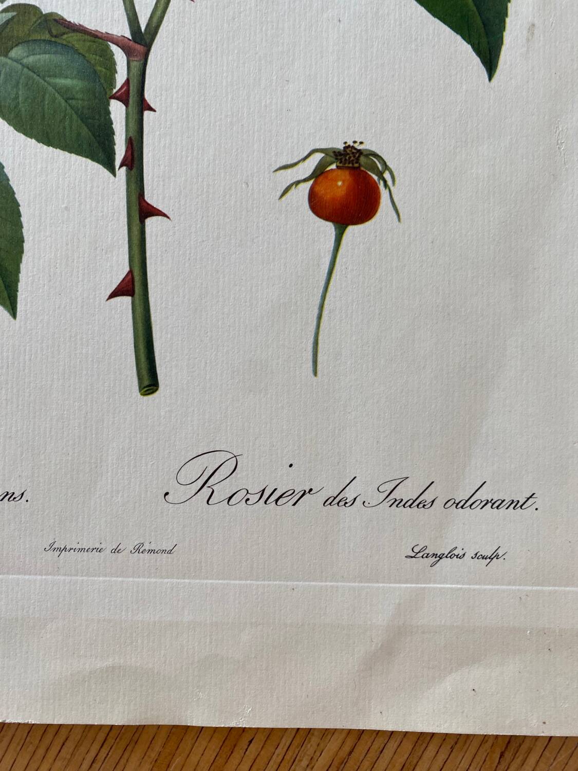 Botanical lithograph PJ Redouté Indian Rose