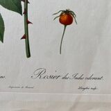 Botanical lithograph PJ Redouté Indian Rose