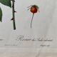 Lithographie botanique PJ Redouté Rosier des Indes