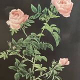 Lithographie Rose d’après Redouté