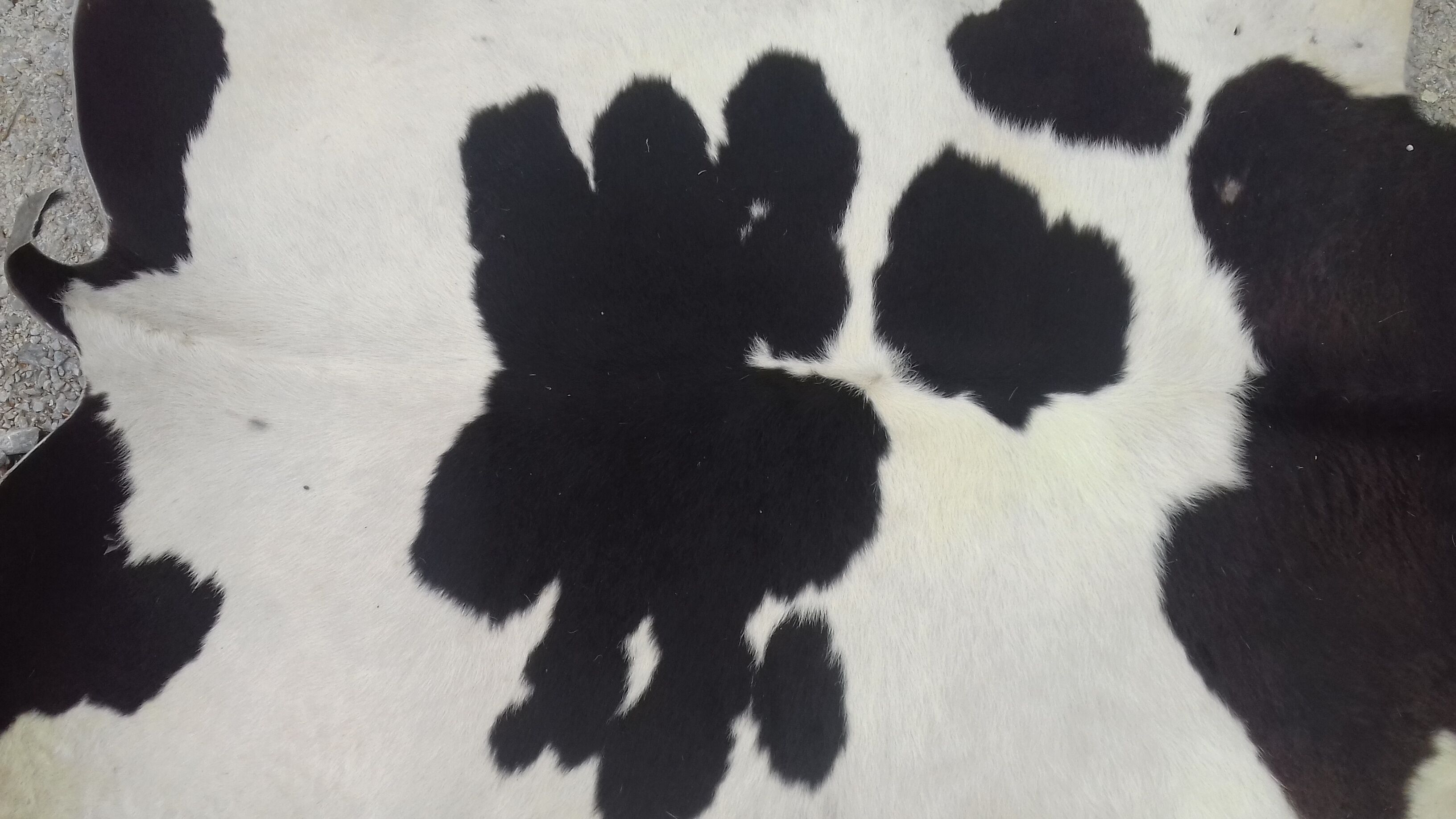 Cowhide rug 158x160cm