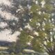 Painting "Trees on the edge of a pond", A.Beauvarlet, Oil on wood