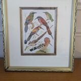 Lithographic frame of birds