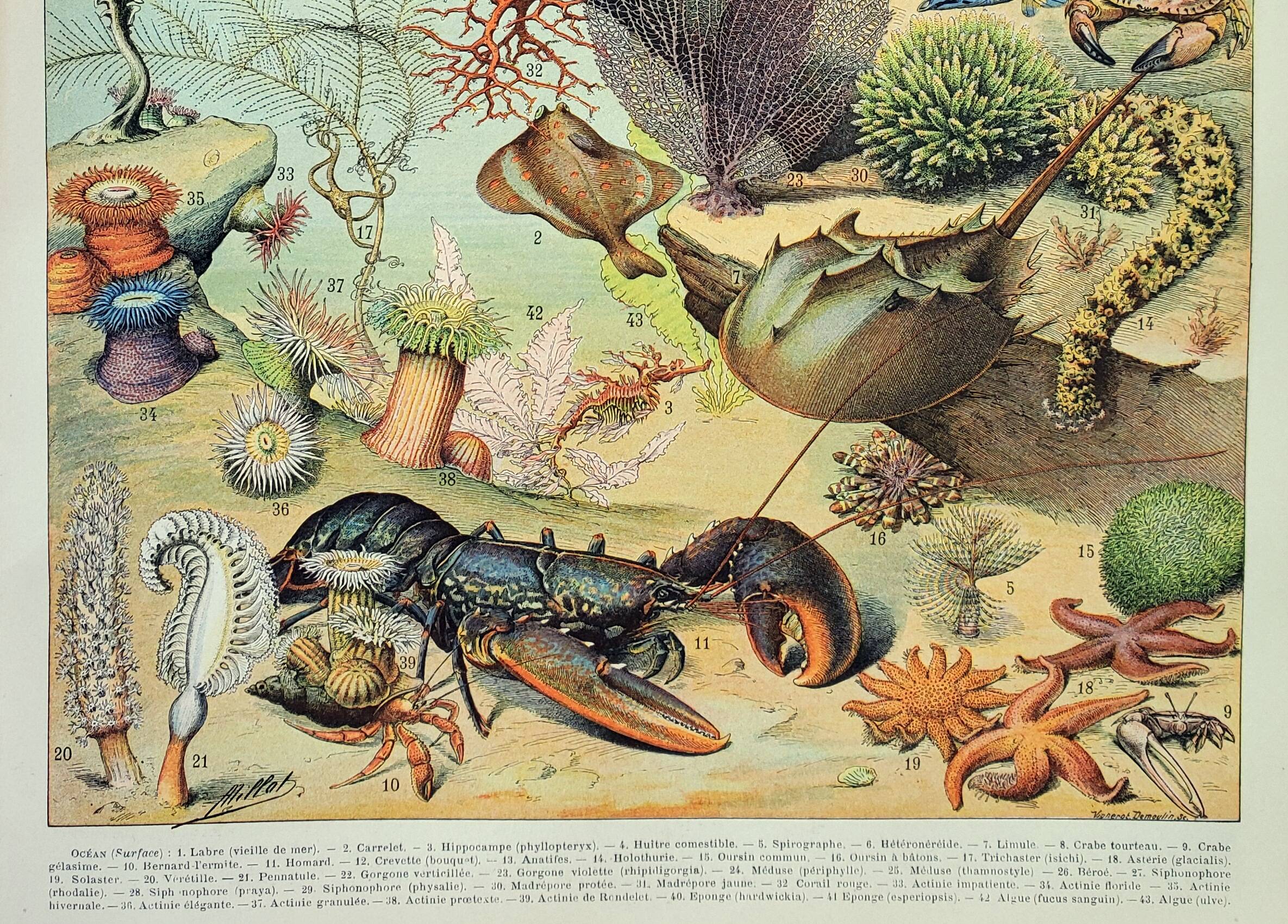 Old engraving 1898, Ocean (fauna and flora), fish • Lithograph, Original plate