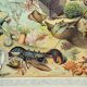 Old engraving 1898, Ocean (fauna and flora), fish • Lithograph, Original plate