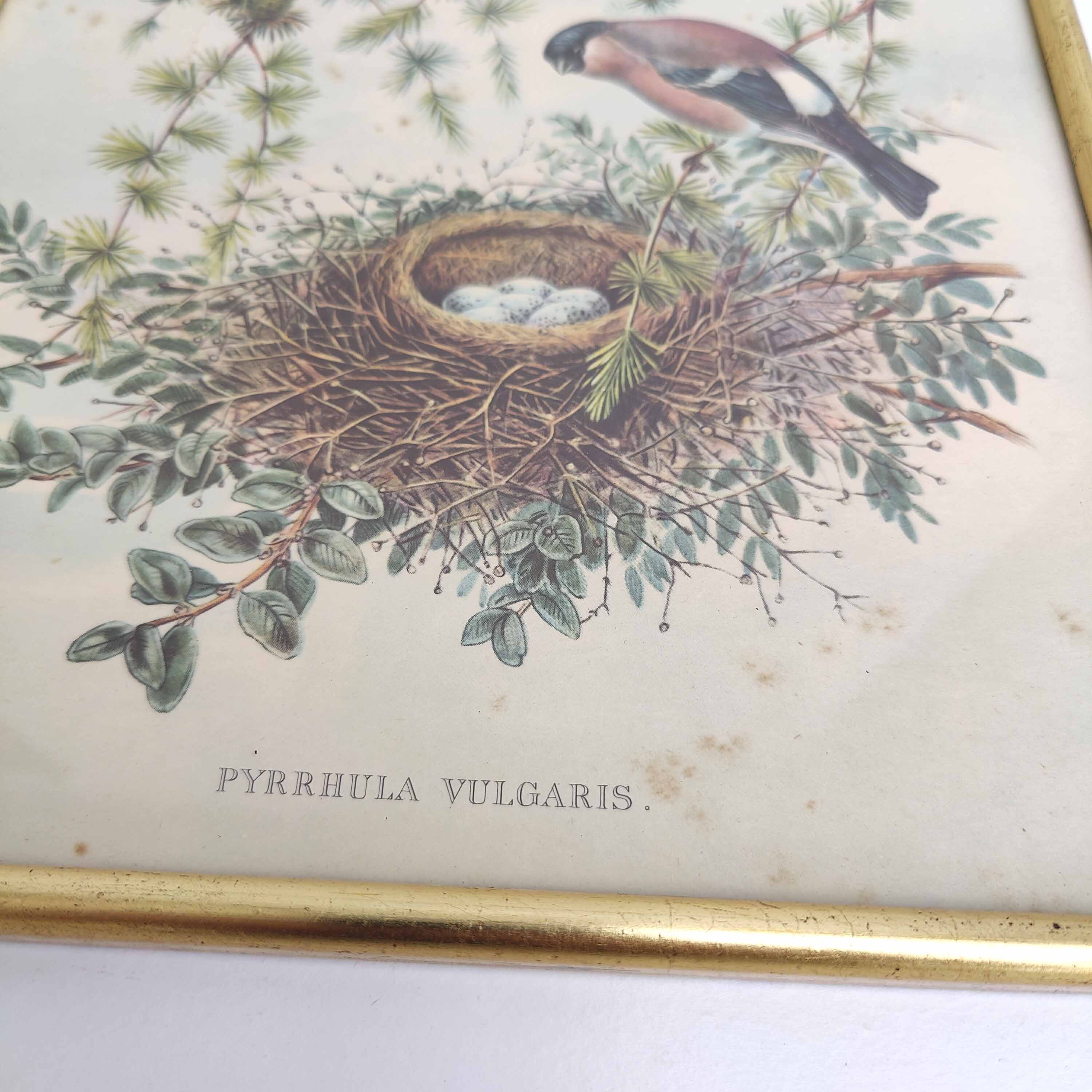 Golden frame illustration nest couple of birds