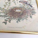 Golden frame illustration nest couple of birds