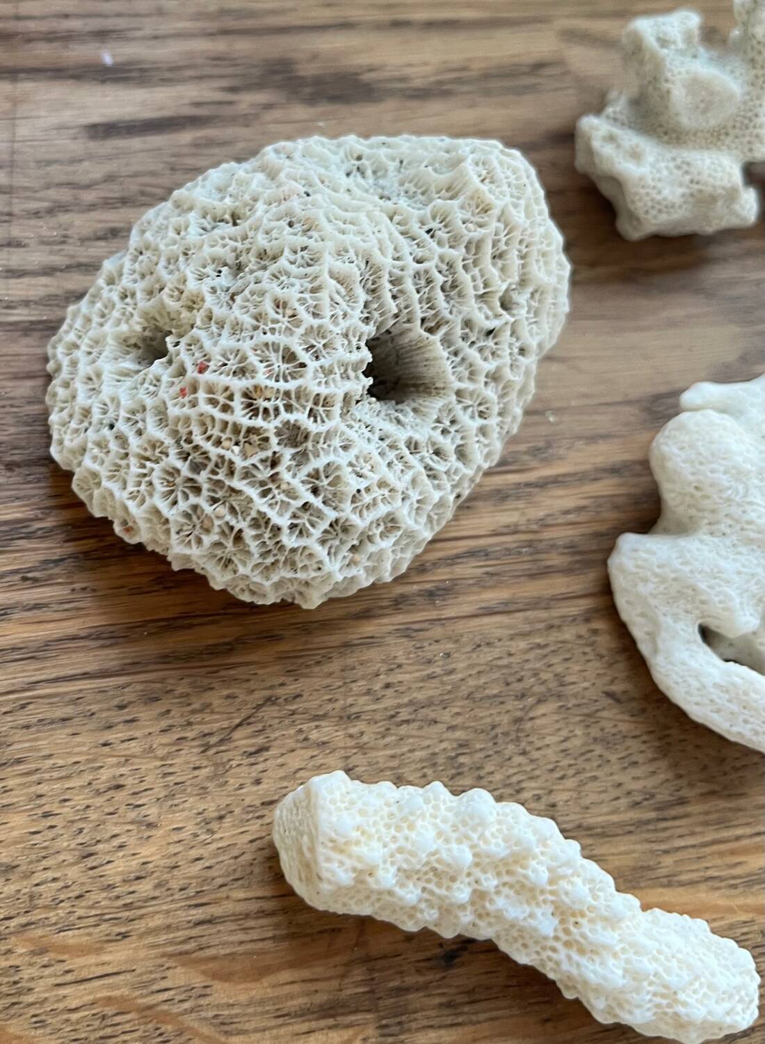 Set of natural shells and corals