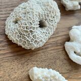 Set of natural shells and corals