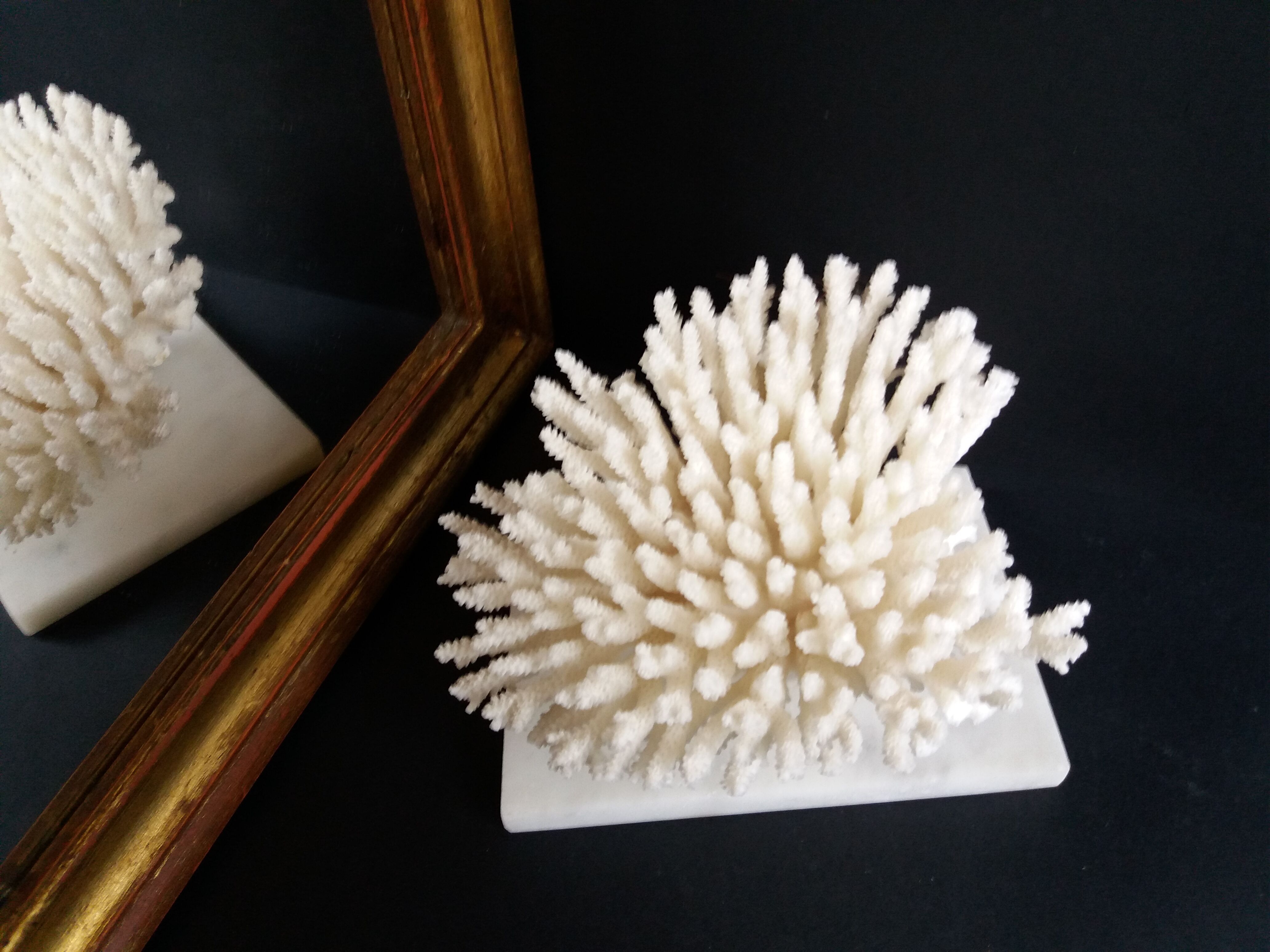 Coral on marble base