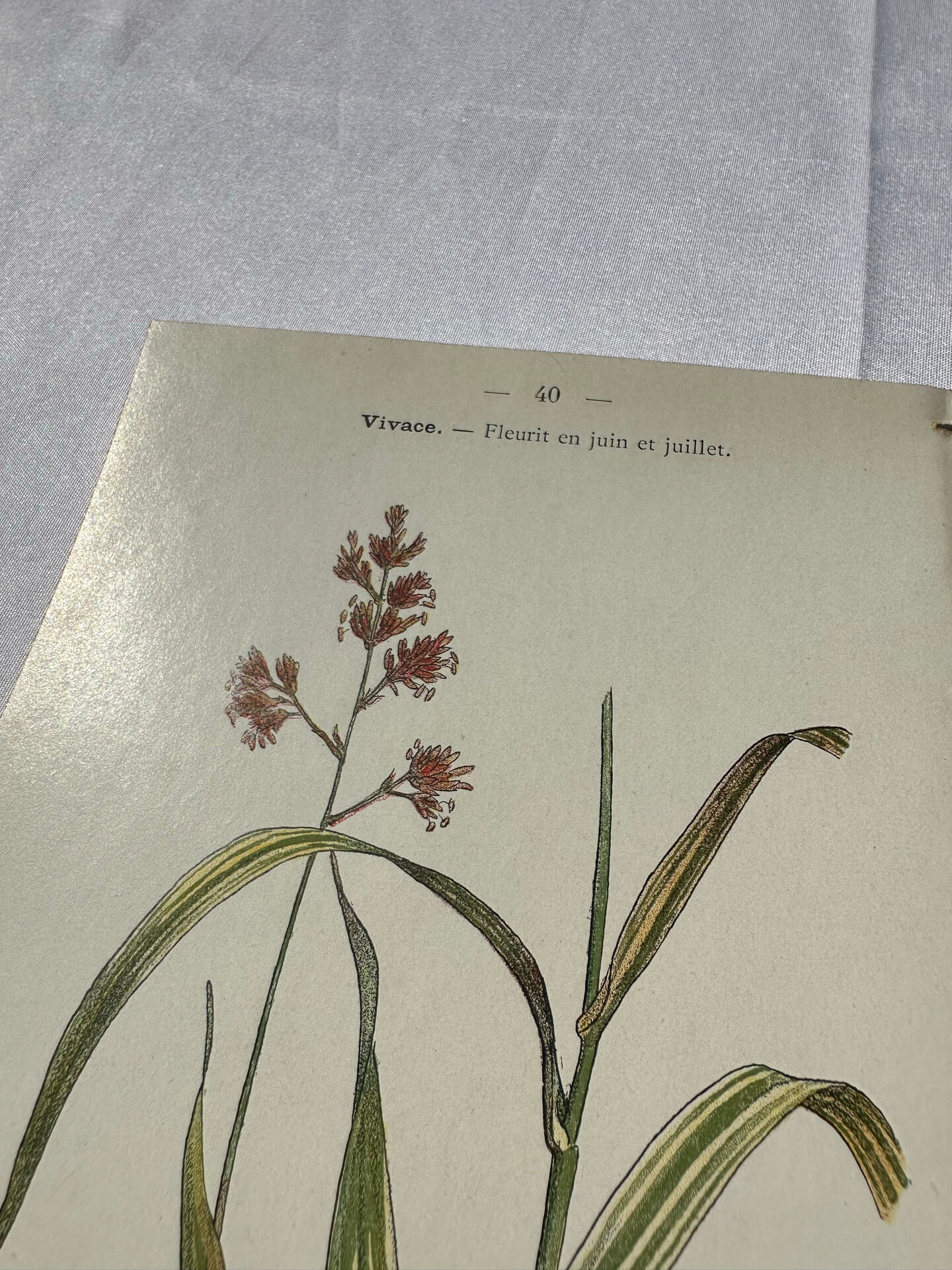 Botanical engraving naturalist plate French flower double-sided