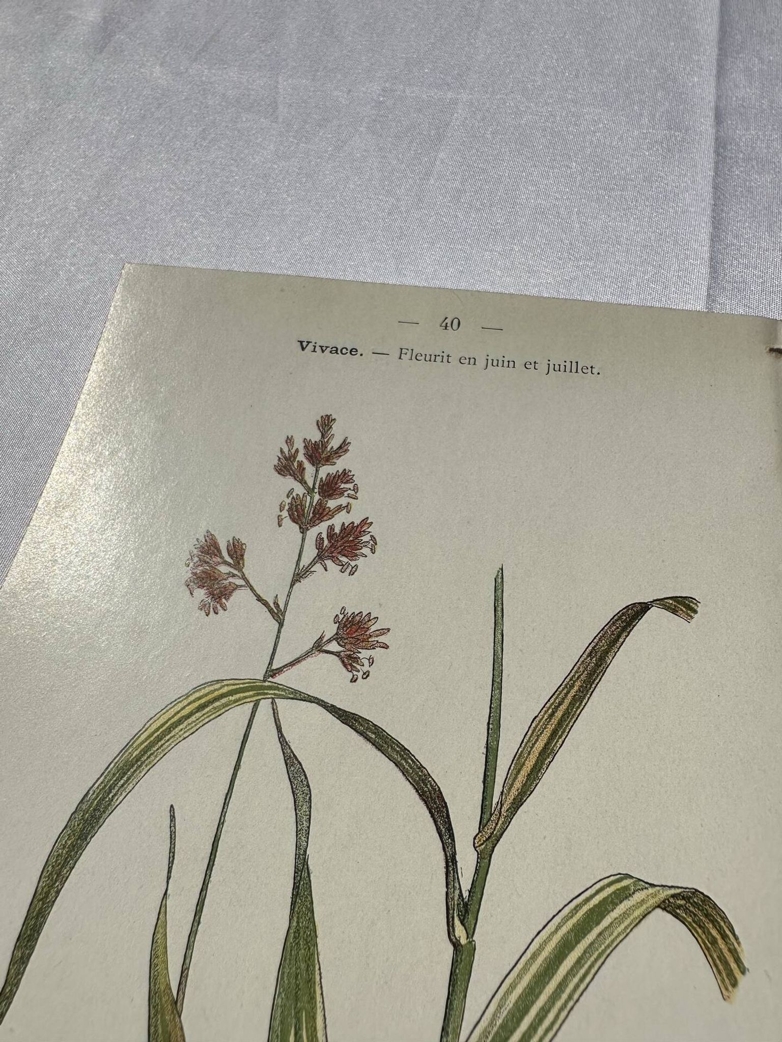Gravure botanique planche naturaliste fleur Française double face