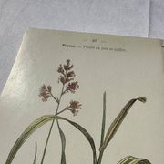 Gravure botanique planche naturaliste fleur Française double face