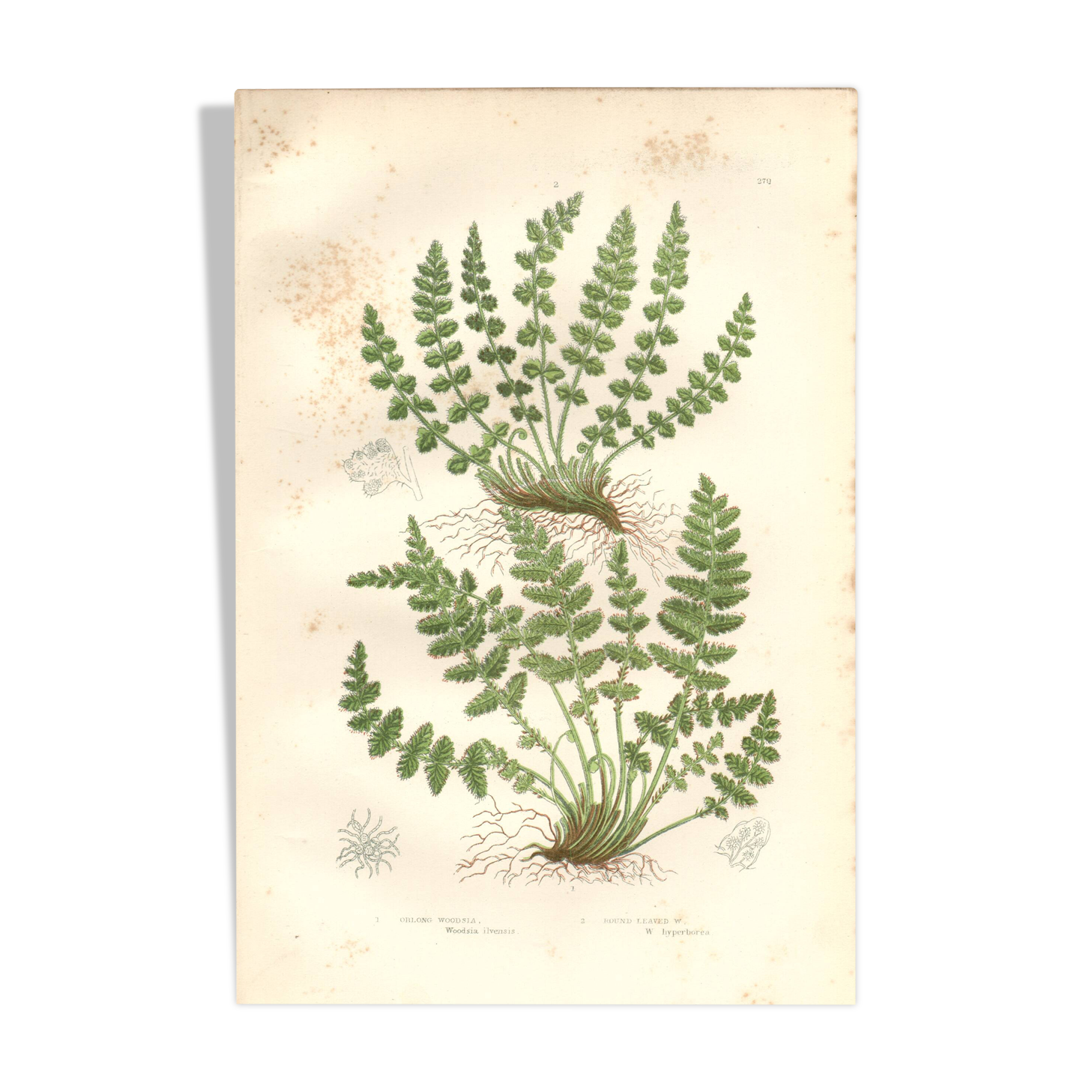 Gravure botanique ancienne 1889 - Fougères Woodsia par A. Pratt - nature