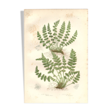 Gravure botanique ancienne 1889 - Fougères Woodsia par A. Pratt - nature