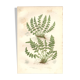 Antique botanical engraving, 1889 - Woodsia ferns by A. Pratt - nature