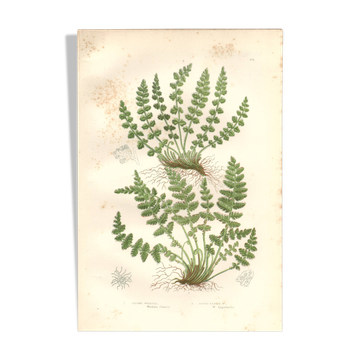 Antique botanical engraving, 1889 - Woodsia ferns by A. Pratt - nature
