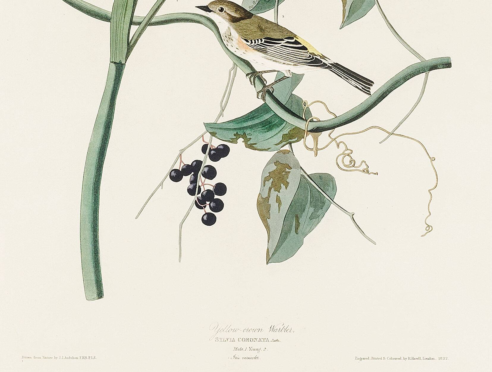 Poster of the Yellow-rumped Warbler, after an old engraving