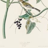 Poster of the Yellow-rumped Warbler, after an old engraving