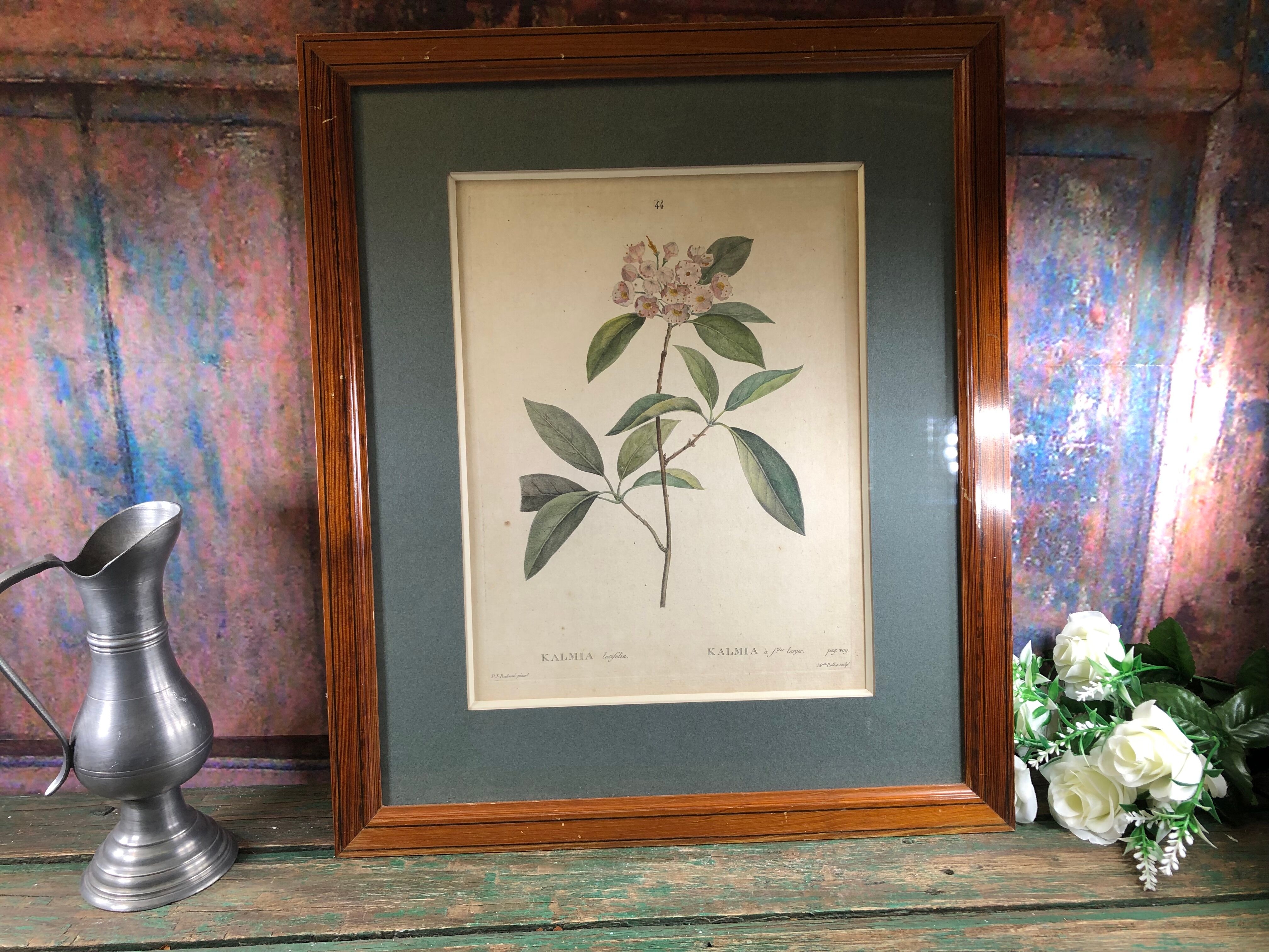 Poster board botanical illustration framed 19th flower Kalmia