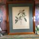 Poster board botanical illustration framed 19th flower Kalmia