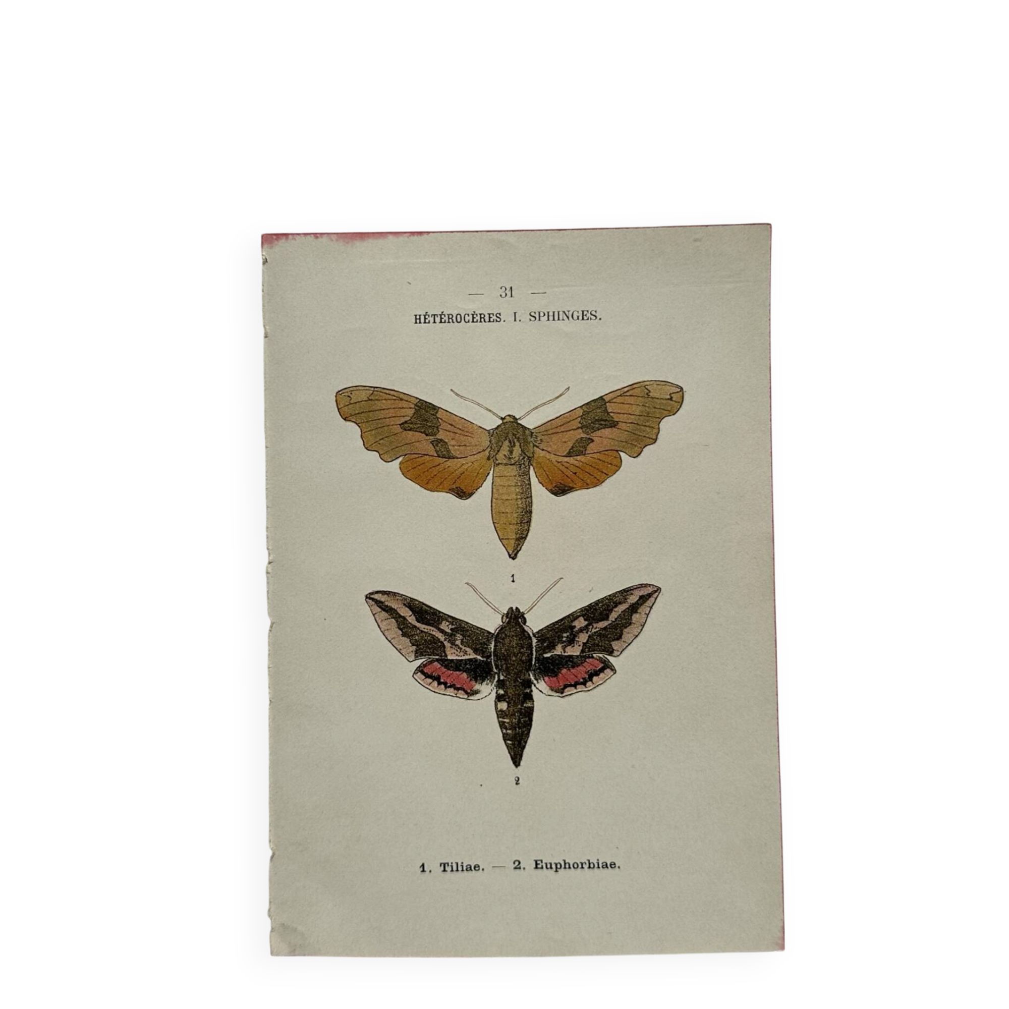 Gravure botanique papillons double face planche naturaliste Eau forte