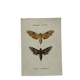 Gravure botanique papillons double face planche naturaliste Eau forte