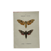 Gravure botanique papillons double face planche naturaliste Eau forte