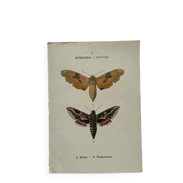 Botanical engraving double-sided butterflies naturalist plate etching
