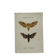 Gravure botanique papillons double face planche naturaliste Eau forte