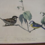 Collection of nine ornithological engravings