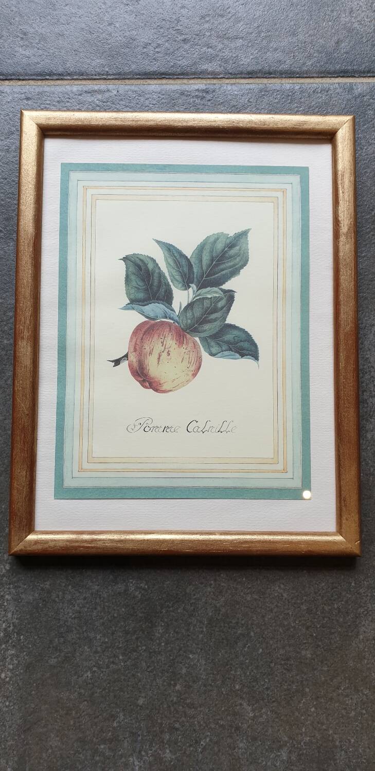 Calville apple botanical board