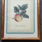 Calville apple botanical board