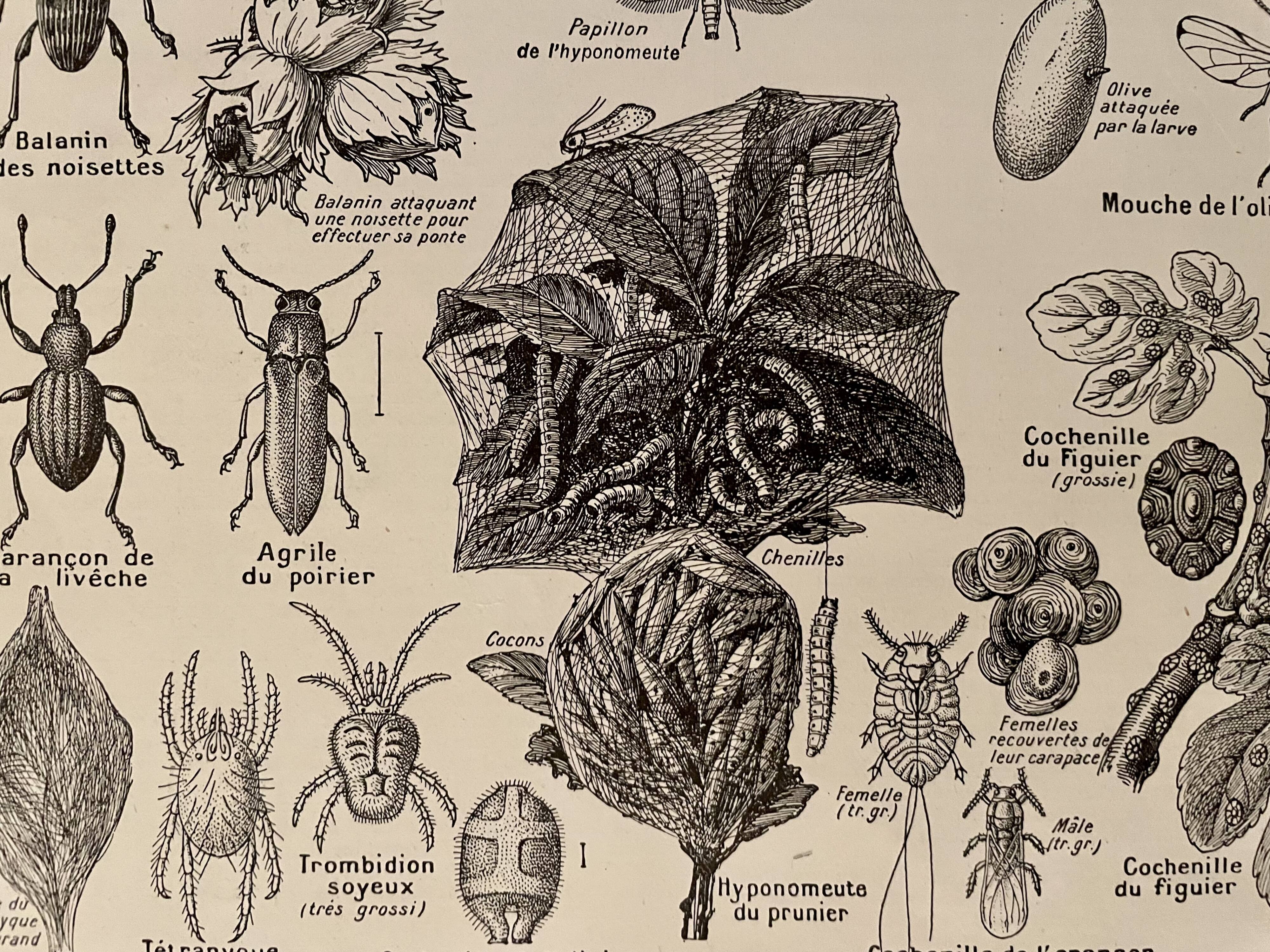 Lithograph on insect pests from 1921